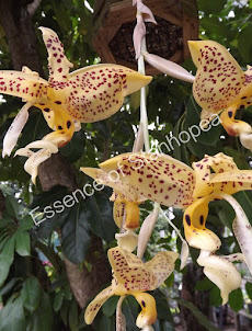 Stanhopea