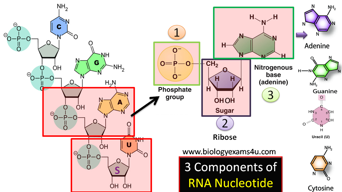 Rna Structure Nucleotide