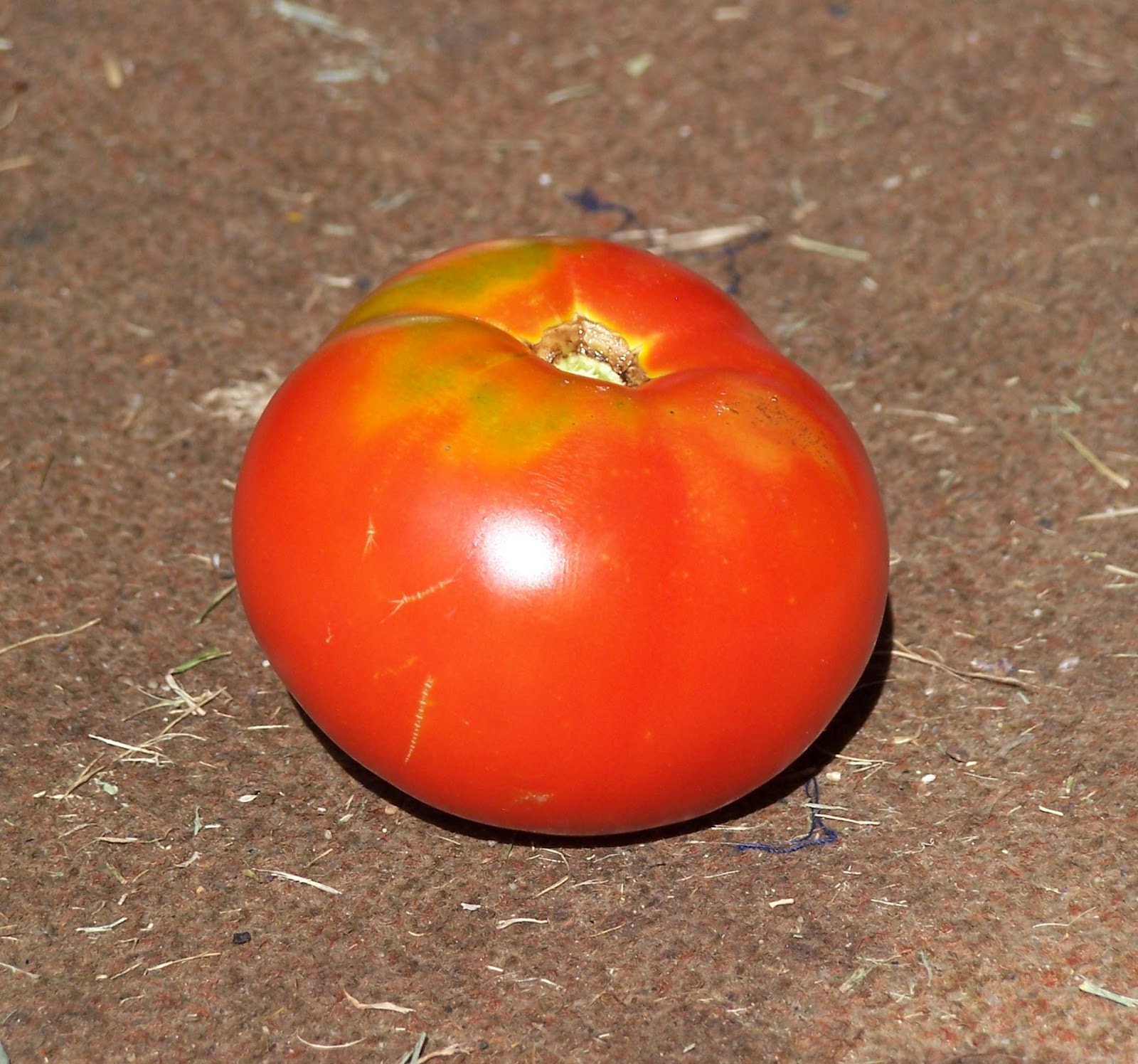 GENKAKUAGAIN (adam fisher) a real tomato