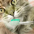Information about cats tooth decay and treatment Information about cats tooth decay and treatment
