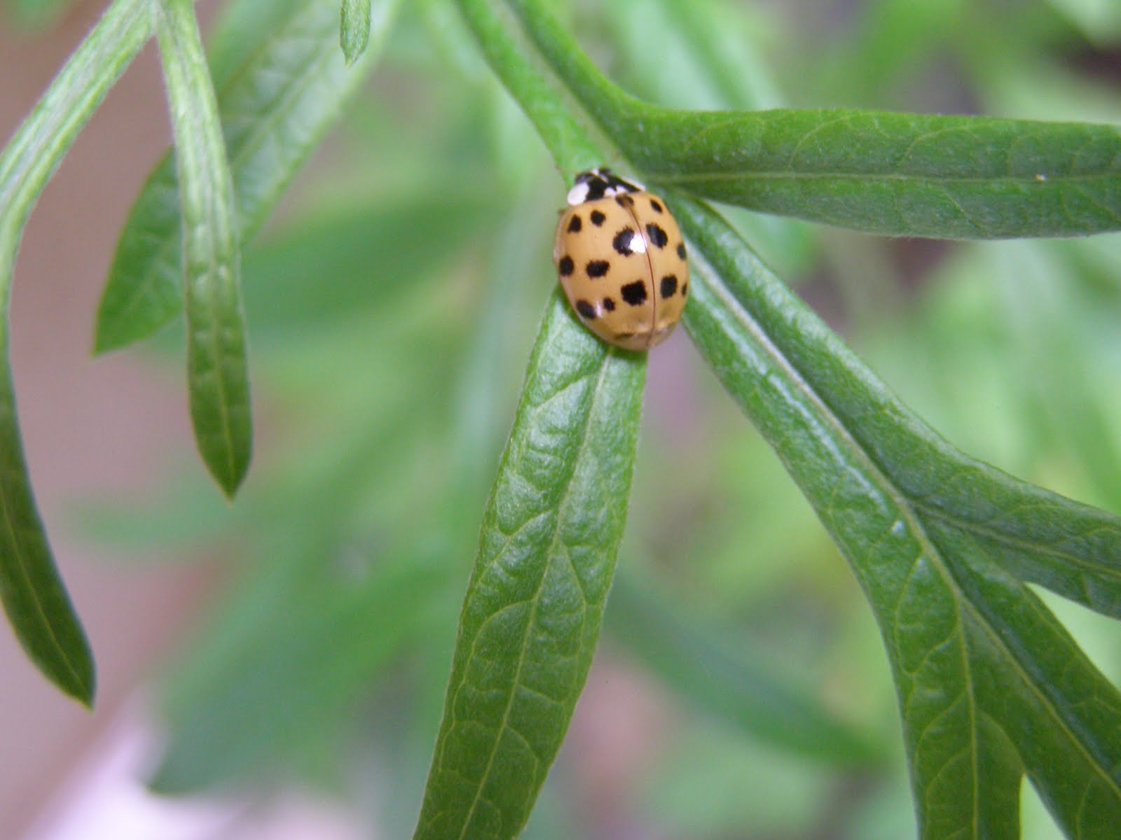 A Wild Garden: Photo Gallery: Wild Garden