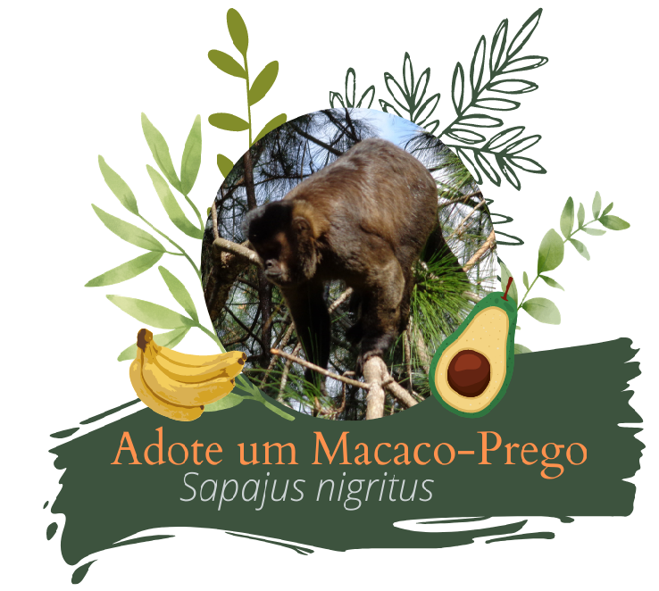 Auxiliadora Macaco prego 2016.