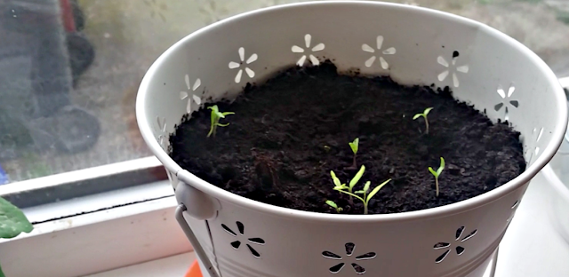 Tomatoes growing in plant pots.