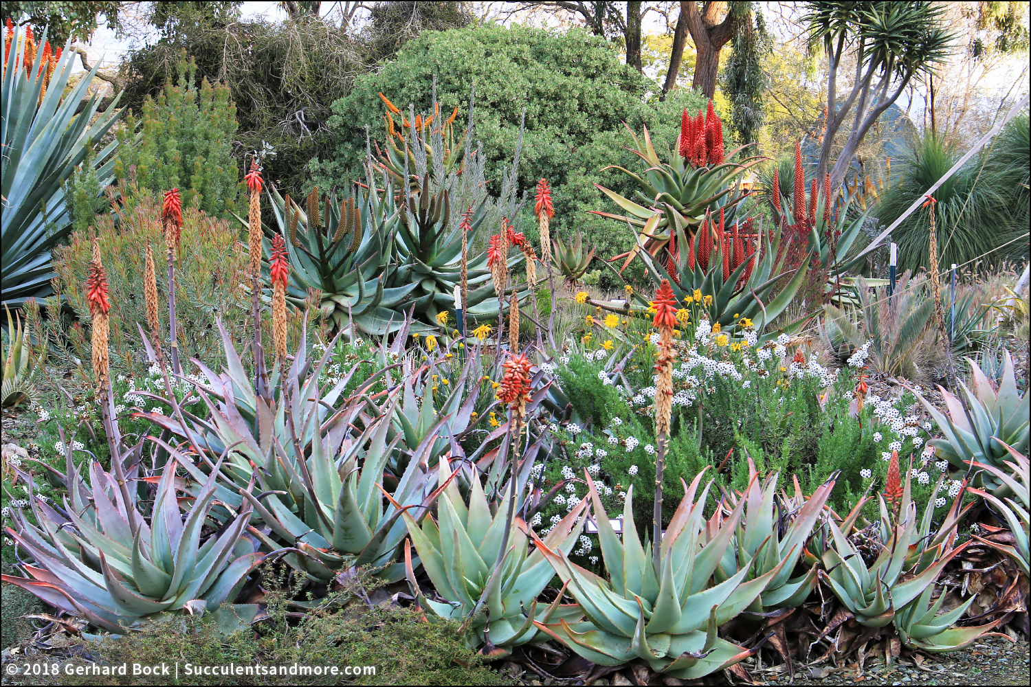 Succulents And More Ruth Bancroft Garden Aloe There