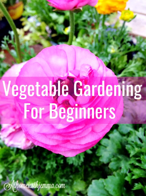 How To Grow A Vegetable Garden From Seeds At Home with Jemma