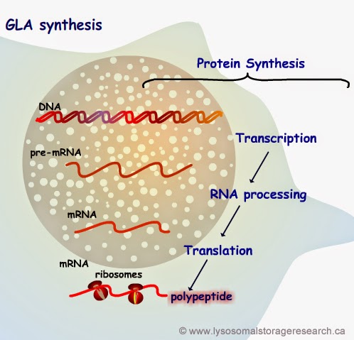 GLA Synthesis