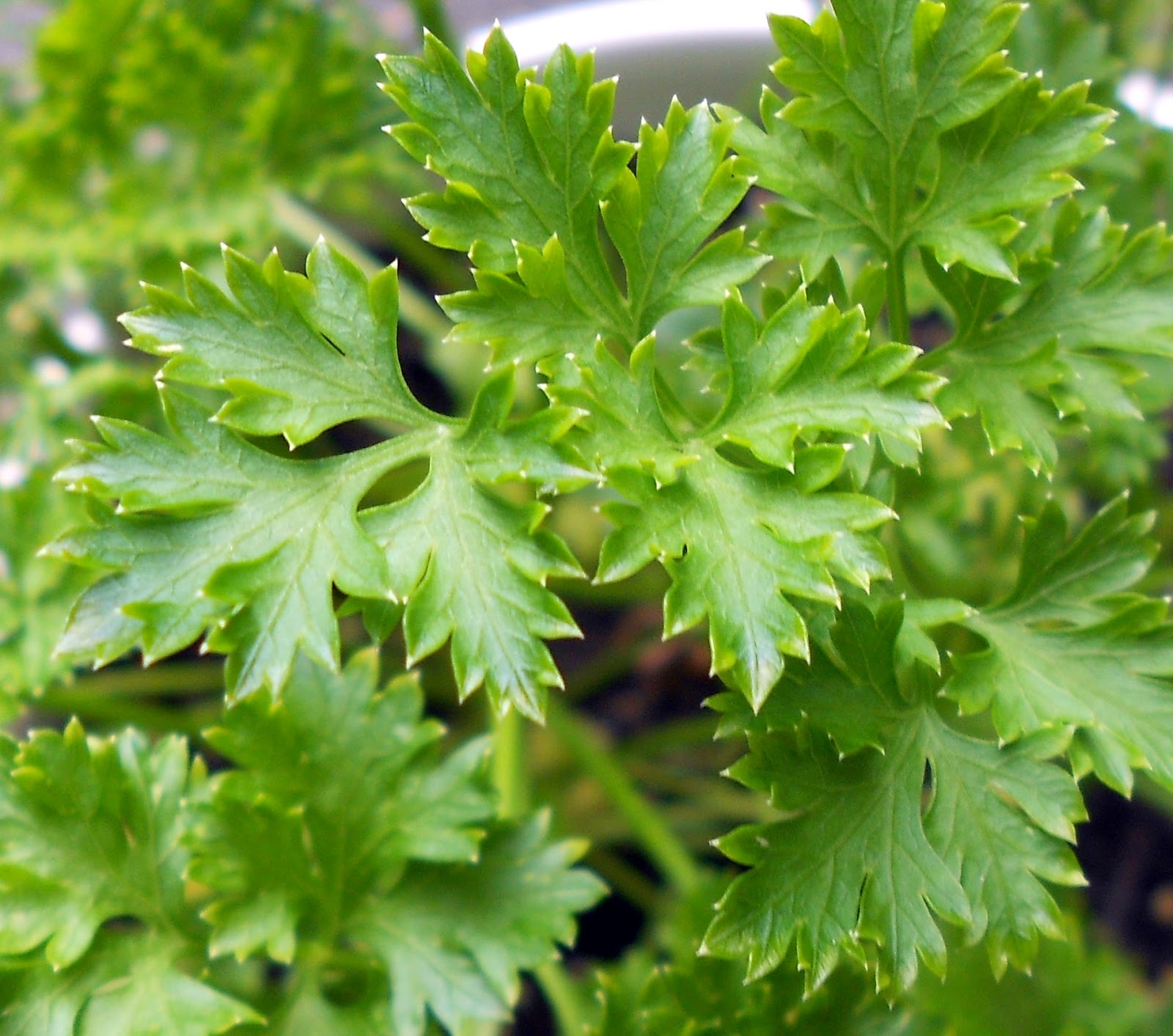 Still WatersNotes from a Virginia Shire Parsley and Butterflies