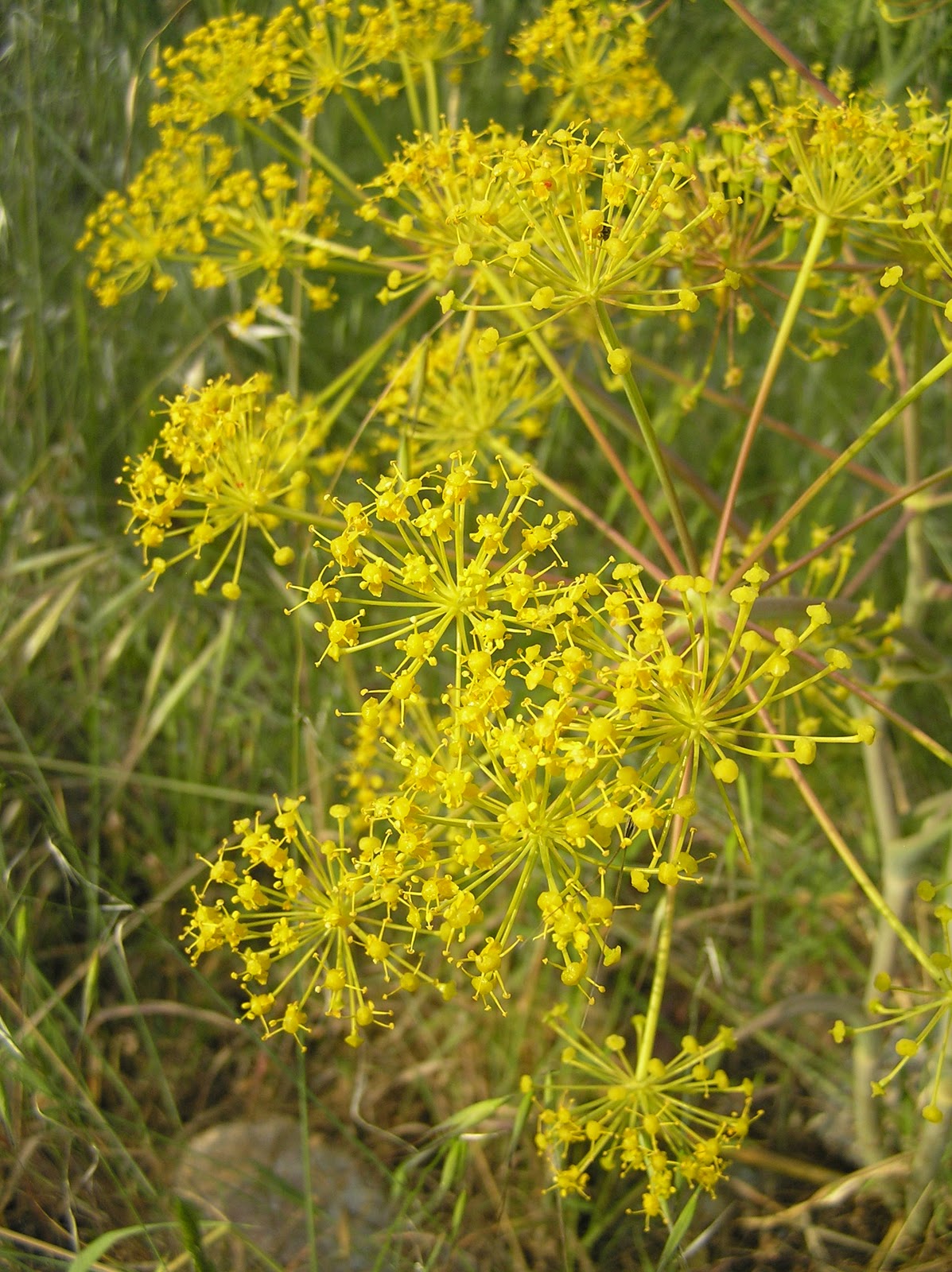 Flora Mirabilis: Thapsia garganica