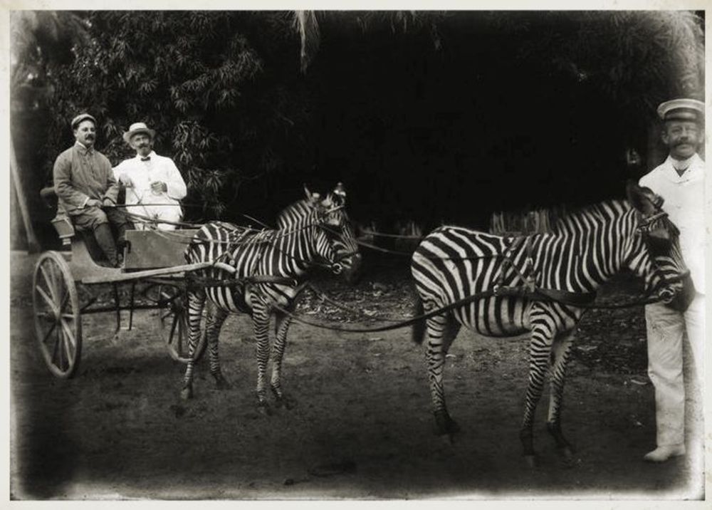 16 Vintage Photographs That Show People Riding Zebras From the Late 19th and Early 20th