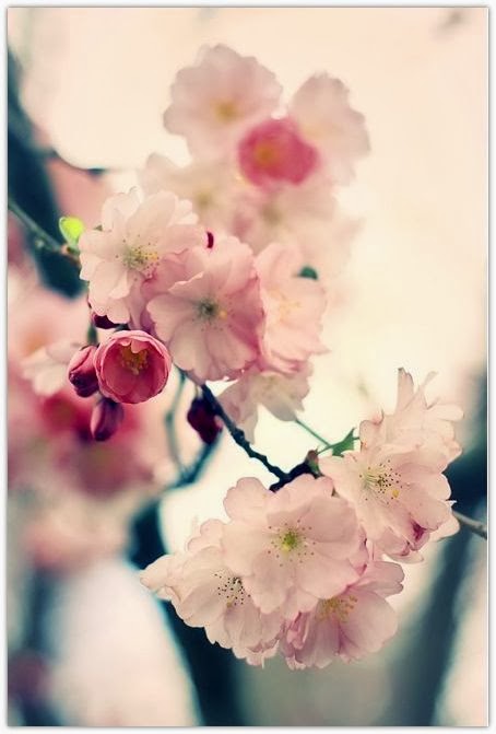 Art Symphony: Delicate Cherry Blossoms