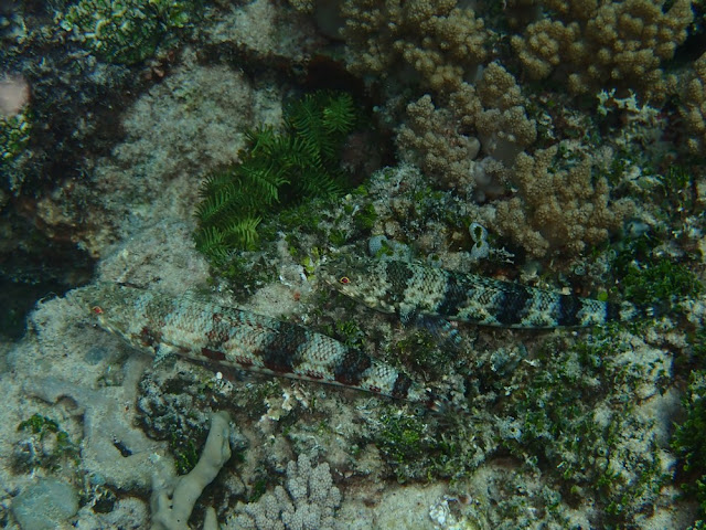 Synodus variegatus Synodus variegatus