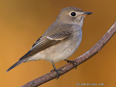 Asian Brown Flycatcher - Muscicapa latirostris