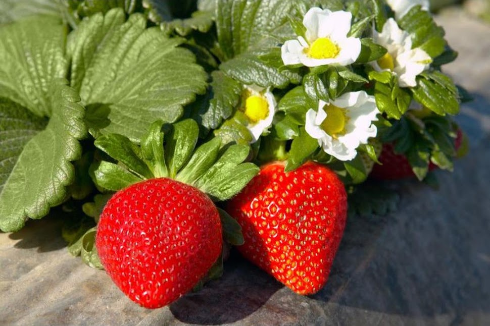 Bibit Strawberry California berbuah Tebingtinggi