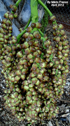 Frutos do LICURI - ( Syagrus coronata )