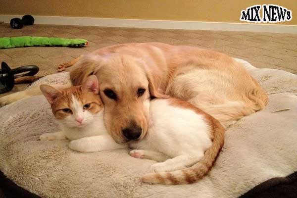 8 Tricks to Help Your Cat and Dog to Get Along
