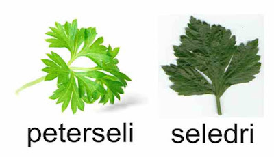 Perbedaan daun peterseli dan seledri Perbedaan daun peterseli dan seledri