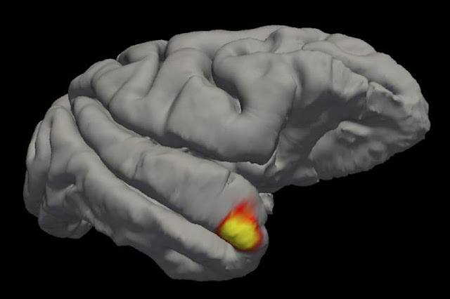Небольшая область в височной доле мозга может участвовать в распознавании лиц