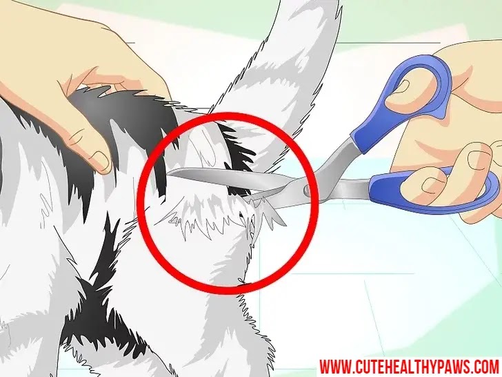 how do i stop my cat from peeing everywhere Cute Healthy Paws