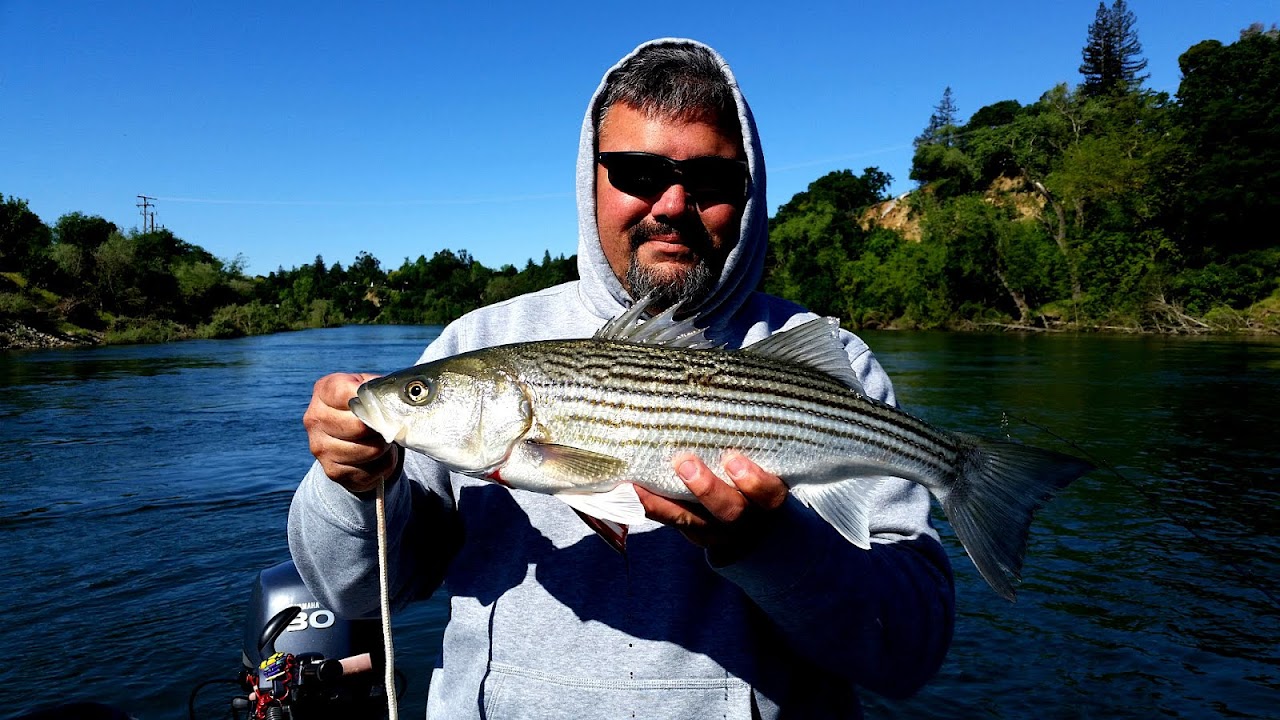 Striped bass American Stripers American Choices