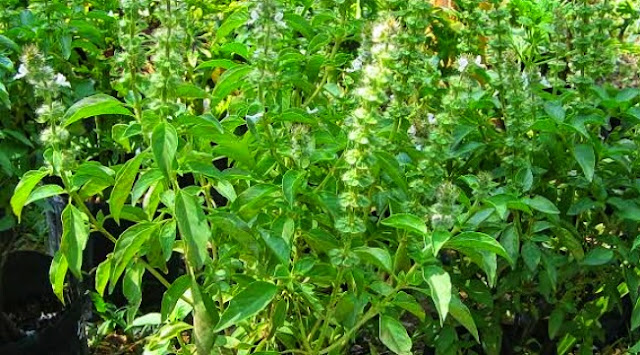 Ramuan Herbal Rebusan Daun Kemangi Untuk Redakan Batuk Ramuan Herbal Rebusan Daun Kemangi Untuk Redakan Batuk