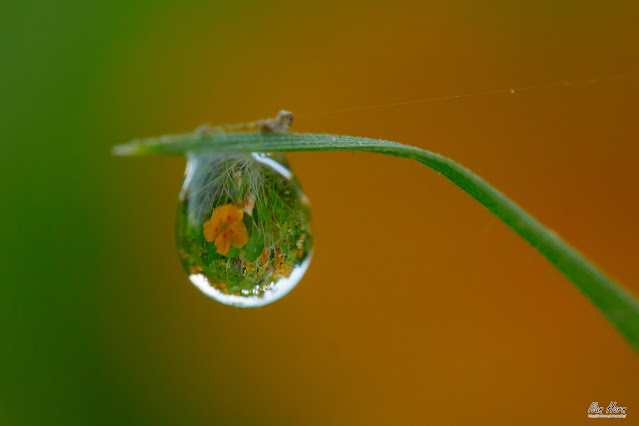 The World in a Waterdrop
