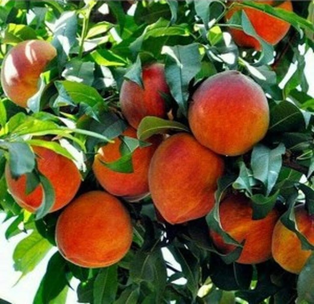Promo Bibit buah persik bibit tanaman buah persik DELIFMART Jawa Timur