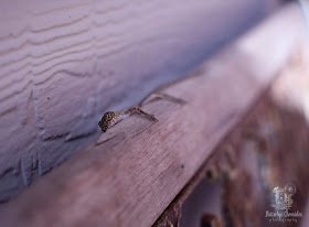  Lizard (©Jenny Bell @ Flutterbye Chronicles)