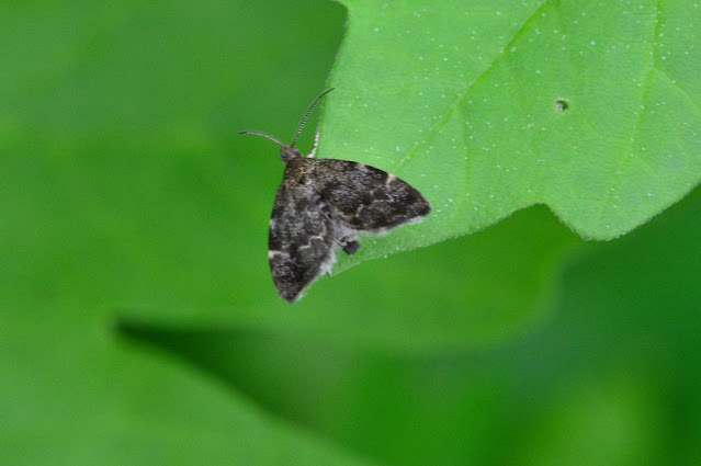 Anthophila fabriciana Anthophila fabriciana