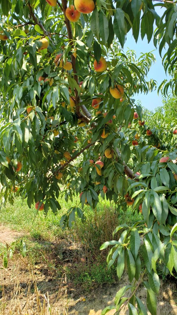 Susan's SavourIt! Niagara Peaches Insider Tour and Peachy Inspirations...