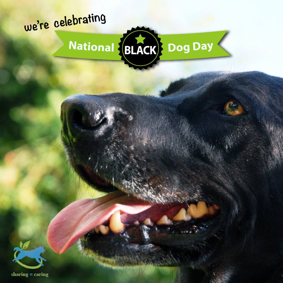 National Black Dog Day Wishes Photos