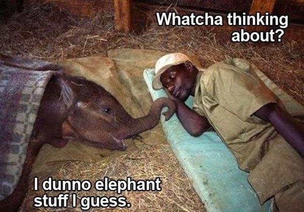 animal pictures with captions, whatcha thinking about