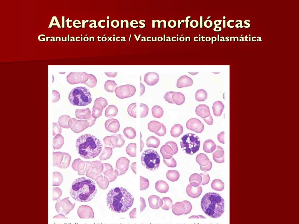 Fichero de Hematologia