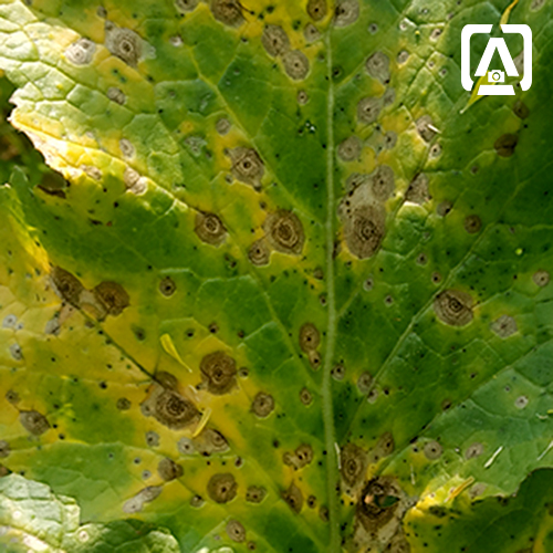 diseases of mustard Plant diseases identification