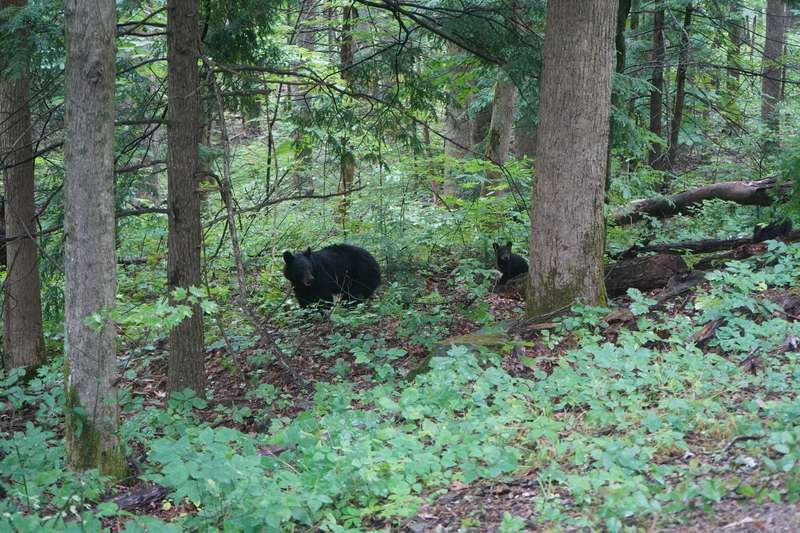 Cades Cove Scenic Loop Drive and Campground Anki On The Move