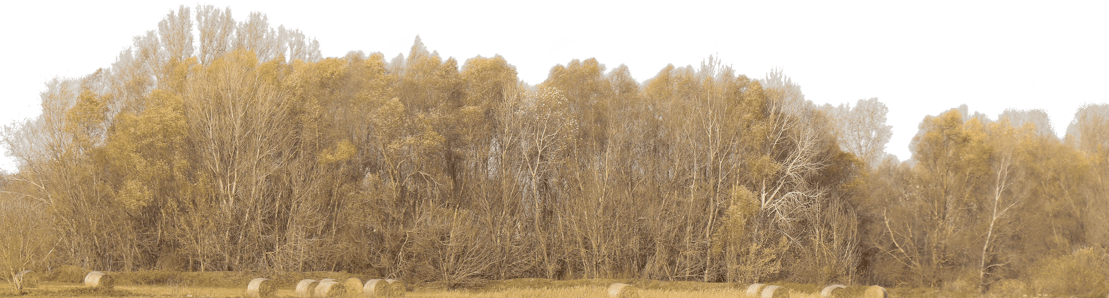 Free Download Tree Background PNG - Architecture.Ridhopedia