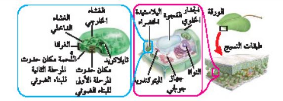 تتحول الطاقة الضوئية في البلاستيدة الخضراء في المرحلة الأولى من عملية البناء الضوئي الى طاقة كيميائية تخزن في