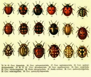 TSG: How To Attract Ladybugs To Your Garden