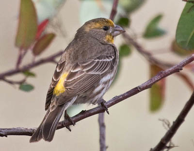 What do House Finches look like? - What birds are in my backyard?