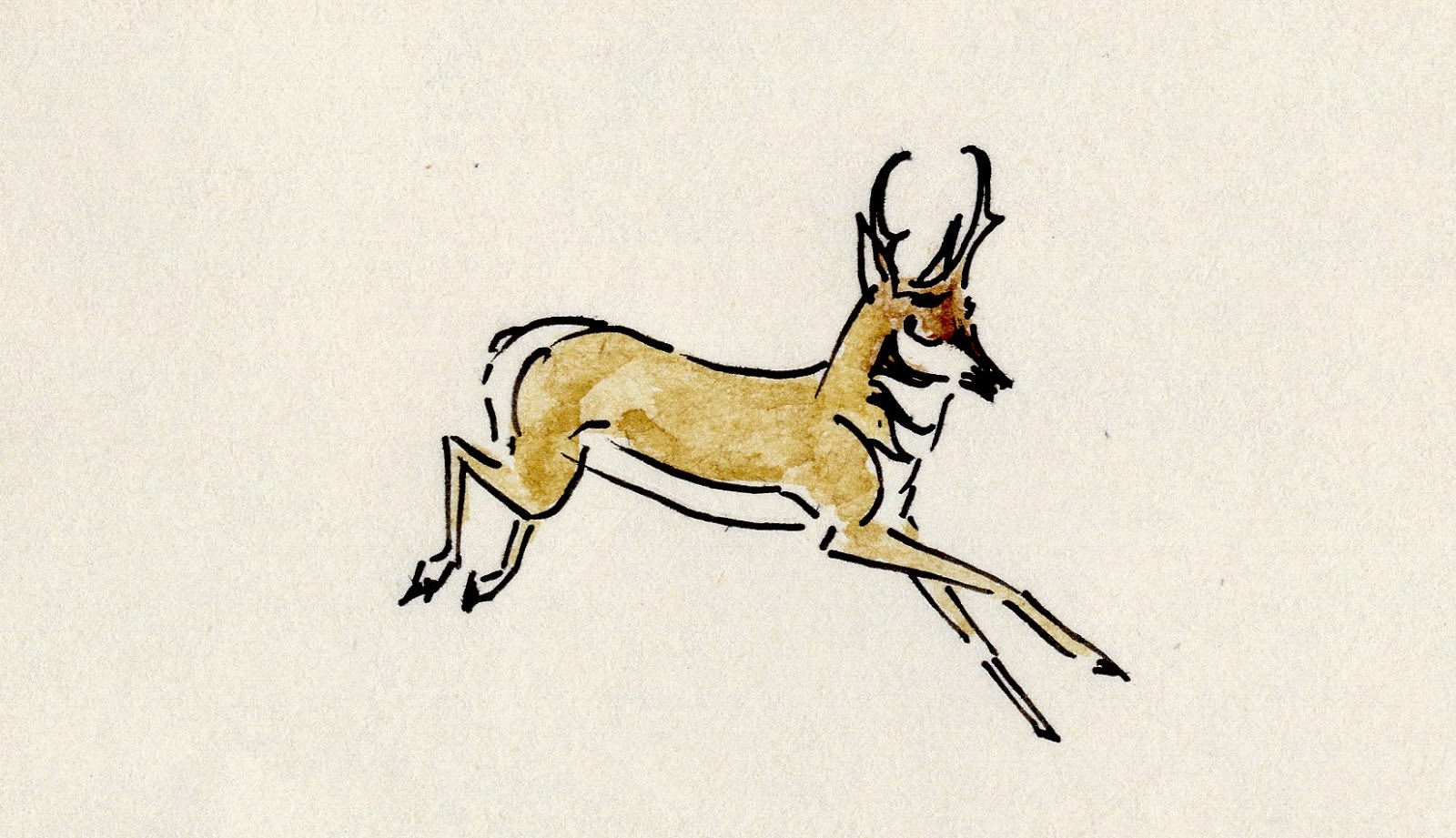 Darwin's Jackal Arms races as analogies