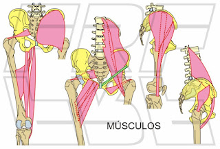 Los músculos de la pelvis.