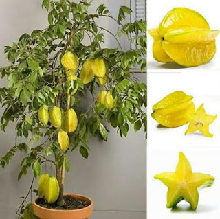 How to sow star fruit