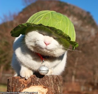 Funny Cat Picture with Cabbage Hat