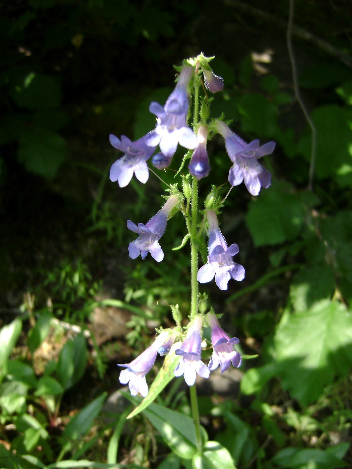 Roger and Jennifer ColbyHiking and Backpacking in the Pacific