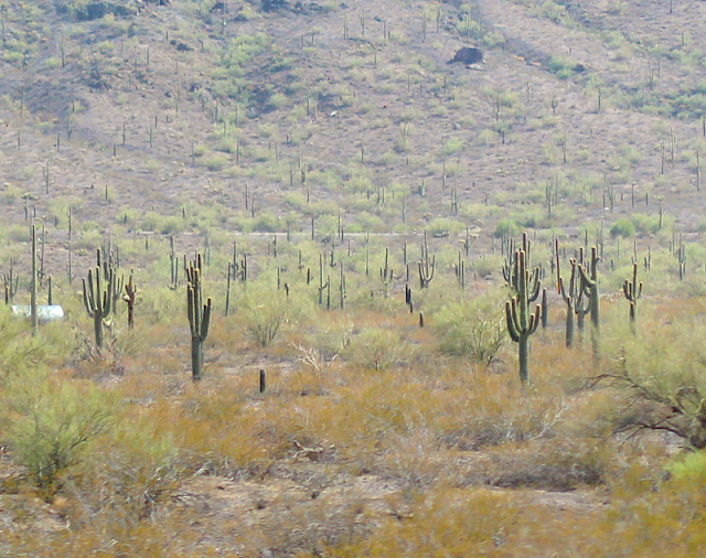 Arizona Landscape