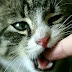 How to train cats not to bite in five steps How to train cats not to bite in five steps