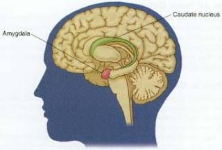 Diagram of the amygdala in the human brain