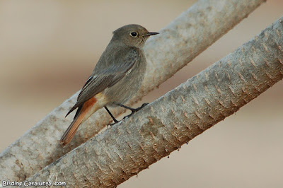 Cotxa fumada (Phoenicurus ochruros)