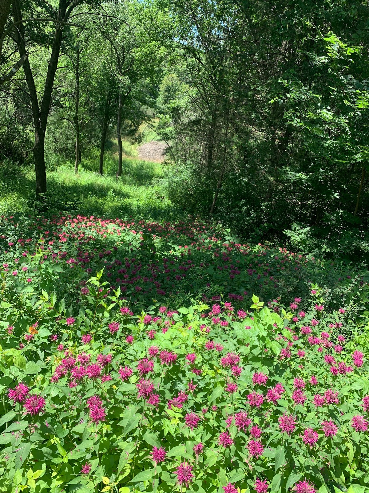 What Should I Be Doing With My Bees This Month? The Nectar Flow