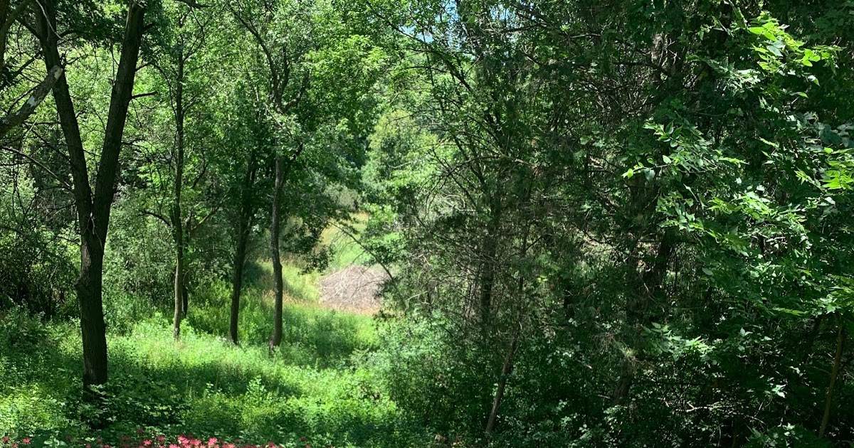 What Should I Be Doing With My Bees This Month? The Nectar Flow