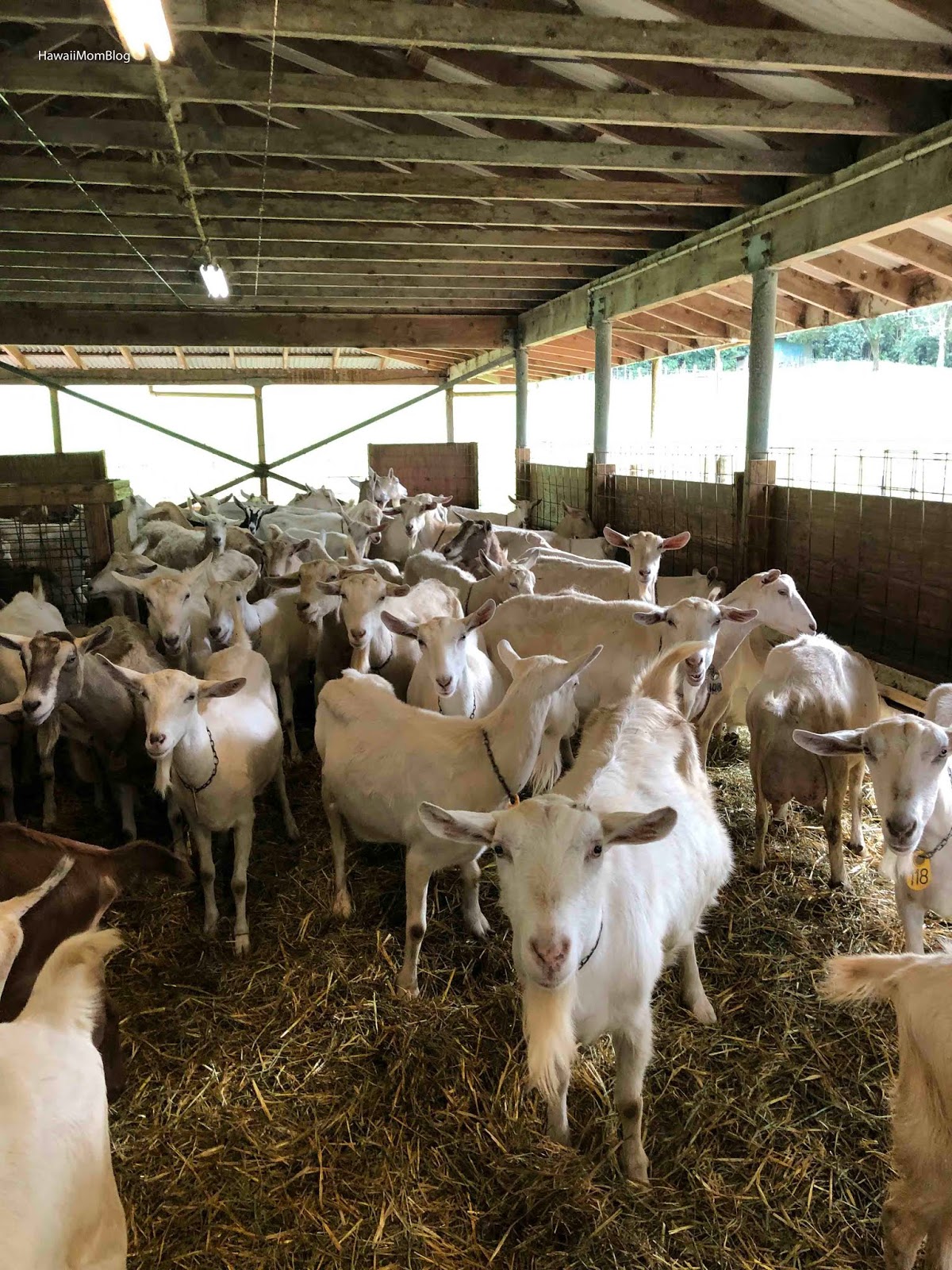 Hawaii Mom Blog Hawaii Island Goat Dairy